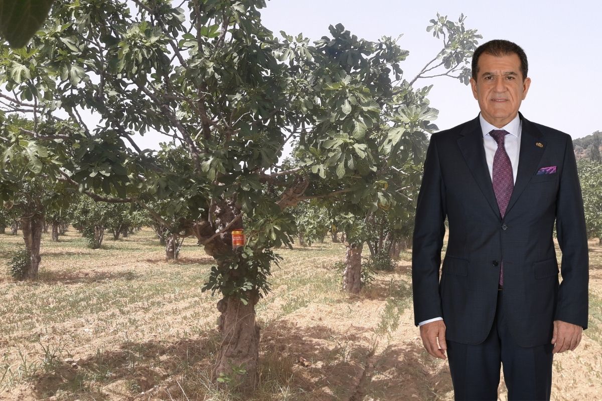 Egeli ihracatçılar kaliteli kuru incir için çalışıyor